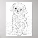 Buscar maltés arte Ilustracion