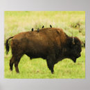 Buscar del bisonte posters Naturaleza