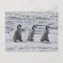 Buscar polluelo joven postales Pingüino