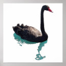 Buscar cisne negro posters Australia