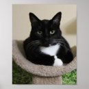 Buscar del pulgar posters Pulgares