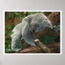 Buscar osos de koala posters Marsupial