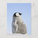 Buscar pingüino del bebé postales Pingüinos