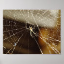 Buscar arañas posters Insecto