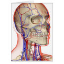 Buscar cuello humano postales Cara