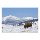 Buscar búfalo americano posters Paisaje