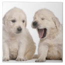 Buscar del golden retriever azulejos Fotografía