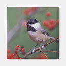 Buscar jon imanes Naturaleza