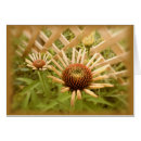Buscar coneflowers Jardín