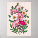 Buscar rosas salvajes posters Flores