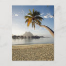 Buscar bora bora postales Palmera