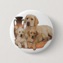 Buscar labrador retriever chapas Cachorro