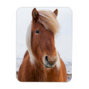 Buscar cabeza de caballo tarjetas 1 ᵉʳ explotación