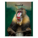 Buscar mono salvaje posters Simio