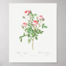 Buscar flores rosadas posters Elegante