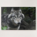 Buscar lobo salvaje puzzles Gris