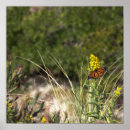Buscar mariposas amarillas posters Para todos