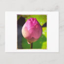 Buscar lotus fotografía Loto