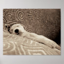 Buscar perro blanco y negro posters Animales