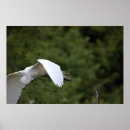Buscar flying posters Birds