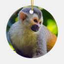 Buscar ardillas adornos Fauna