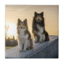 Buscar dueño azulejos Perro