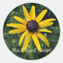 Buscar flor de susan pegatinas Susan observada negro