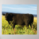 Buscar toro negro posters Occidente