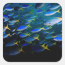 Buscar buceo etiquetas Azul