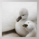 Buscar cisnes salvajes posters Aves