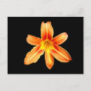 Buscar tiger postales Naranja