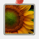 Buscar girasol adornos Flor