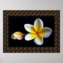 Buscar flores hawaianas posters Para ellos