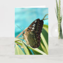 Buscar mariposa marrón tarjetas Mariposas