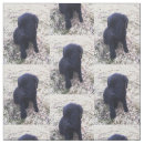 Buscar labrador telas Labrador retriever negro
