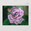 Buscar beatles postales Rosa