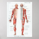 Buscar órgano anatomía posters Biología