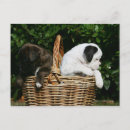 Buscar cachorros postales Boxeador