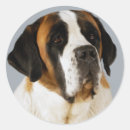 Buscar saint bernard pegatinas Sembrar