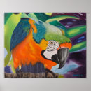 Buscar macaw posters Naturaleza