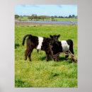 Buscar cute cow posters Cows