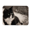 Buscar gatos imanes Adopción de gatos