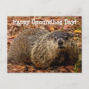 Buscar groundhog postales Día de fogueo