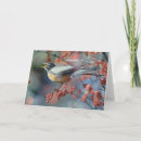 Buscar robin tarjetas Fotografía