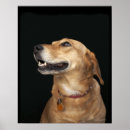 Buscar veterinaria posters Animal