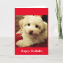 Buscar perrito feliz tarjetas General y unisex