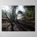 Buscar árbol de sombra posters Sombras