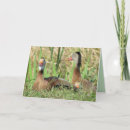 Buscar patos negros tarjetas Foto