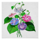 Buscar gloria posters Ipomoea
