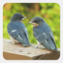 Buscar golondrina pegatinas Naturaleza